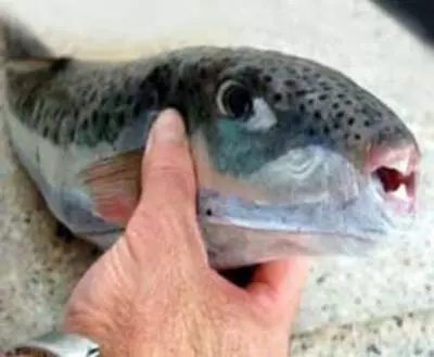 Espèce invasive et surtout toxique, le « poisson-lièvre » gagne du terrain  en Méditerranée