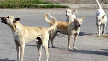 ������: ���� ��� ������ ������� ��� ����� ����� �������